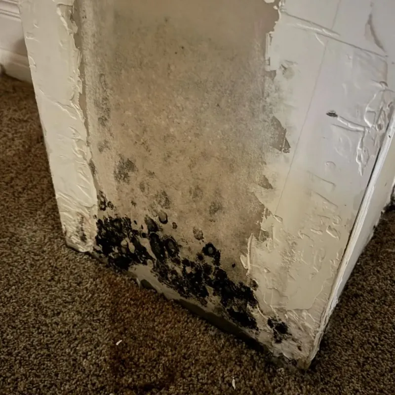 Professional Mold Removal in Loma, CO